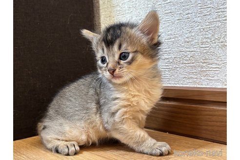 成約済の千葉県のソマリ-112400の6枚目